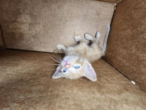 SUN - Domestic Short Hair available for adoption