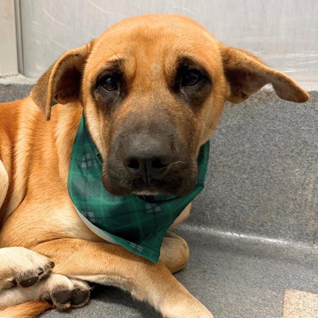 ANGEL - Mastiff available for adoption