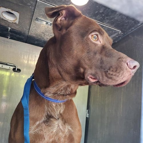 REMY - Labrador Retriever available for adoption