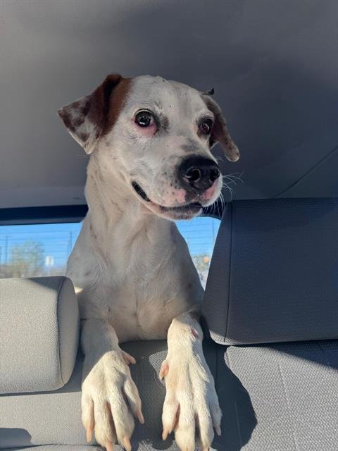 FRECKLES - Pointer available for adoption