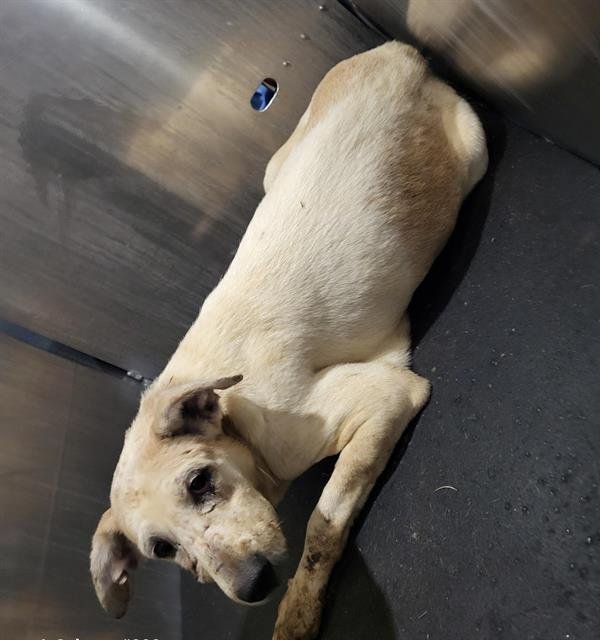 A795196 - Hound available for adoption