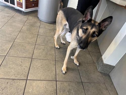 ZUES - German Shepherd Dog available for adoption