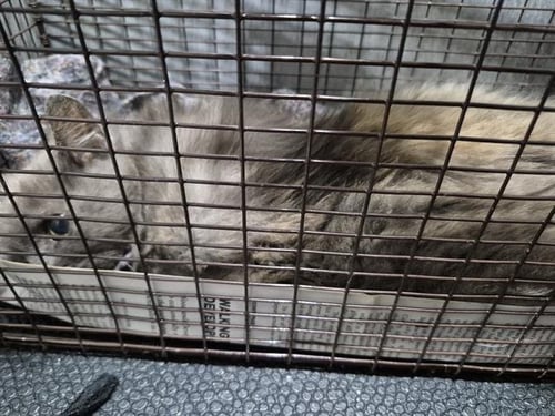 V - Domestic Long Hair available for adoption