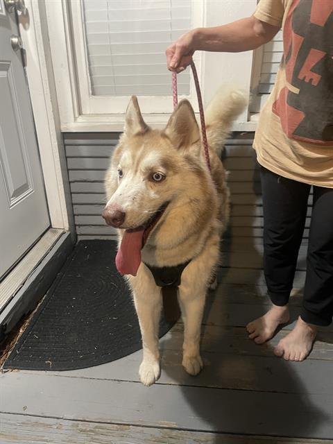 ZILLIE - Siberian Husky available for adoption