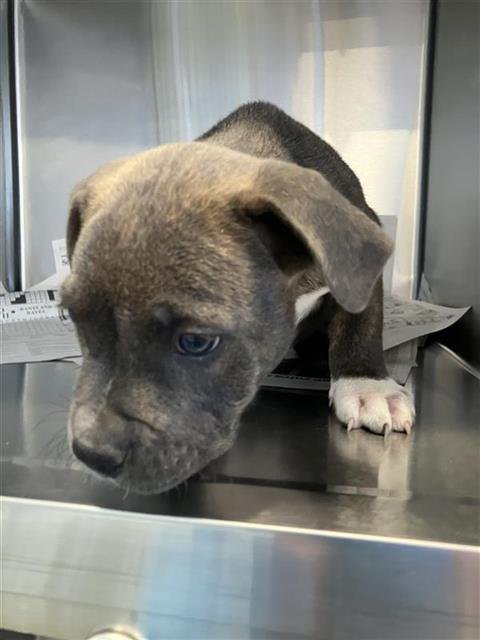 BRICK - American Staffordshire Terrier available for adoption