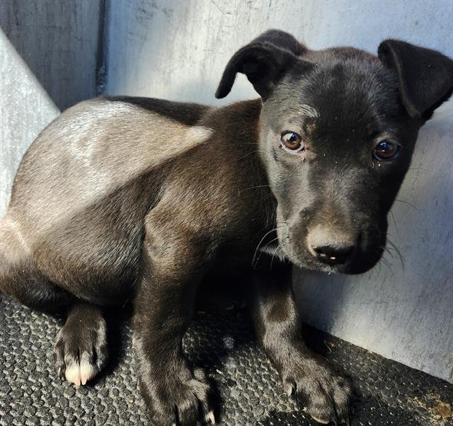 RAVEN - Chihuahua available for adoption