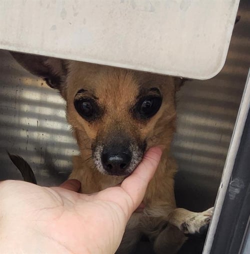 SWEET PEA - Chihuahua available for adoption