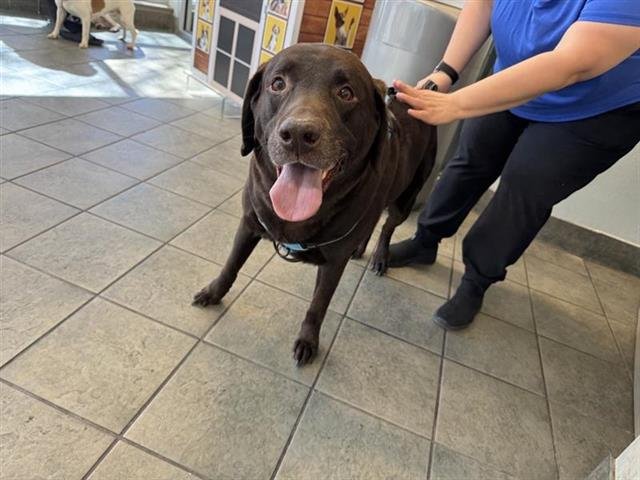BRODY - Labrador Retriever available for adoption