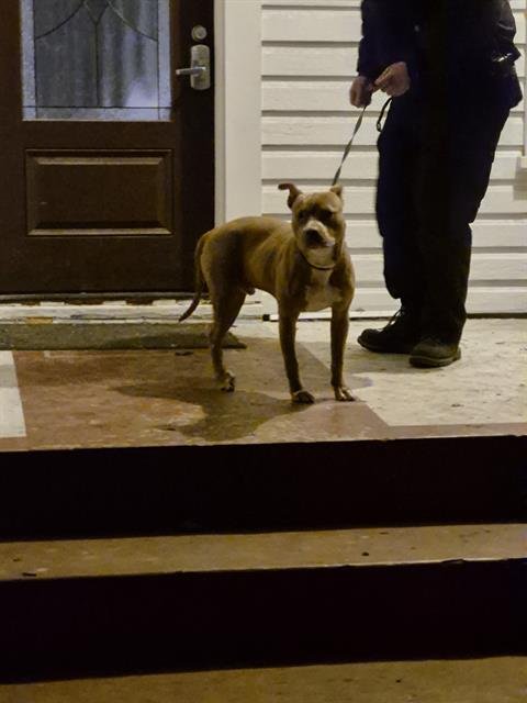 BRANDO - American Staffordshire Terrier available for adoption