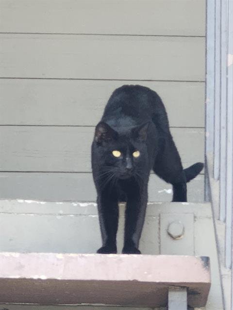 A795472 - Domestic Short Hair available for adoption