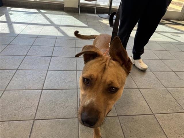 THRAGG - Labrador Retriever available for adoption