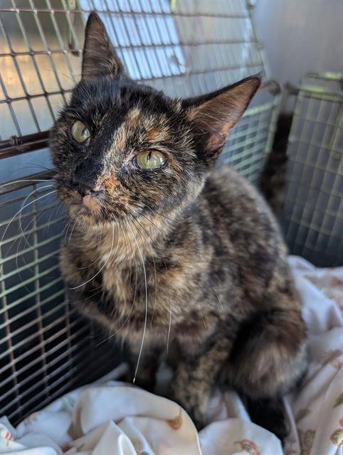 GEMINI - Domestic Short Hair available for adoption