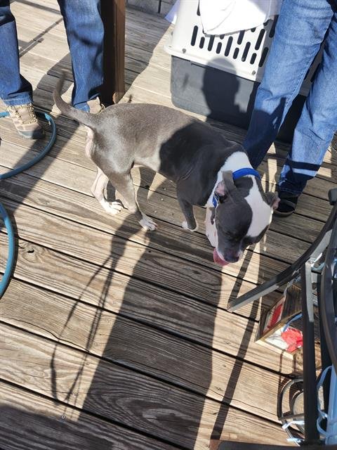 BRUISER - American Staffordshire Terrier available for adoption