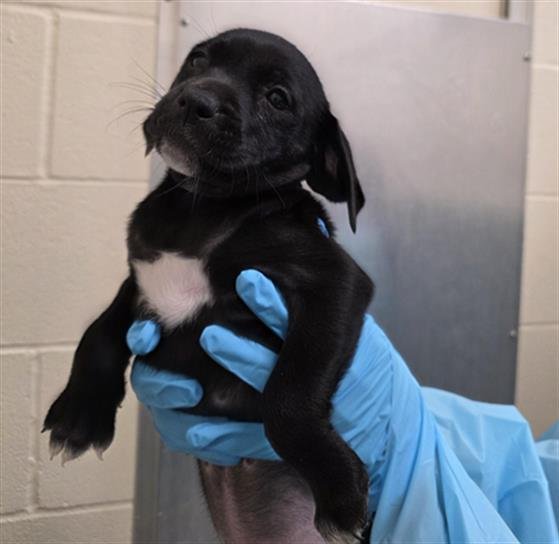 SADIE - Labrador Retriever available for adoption