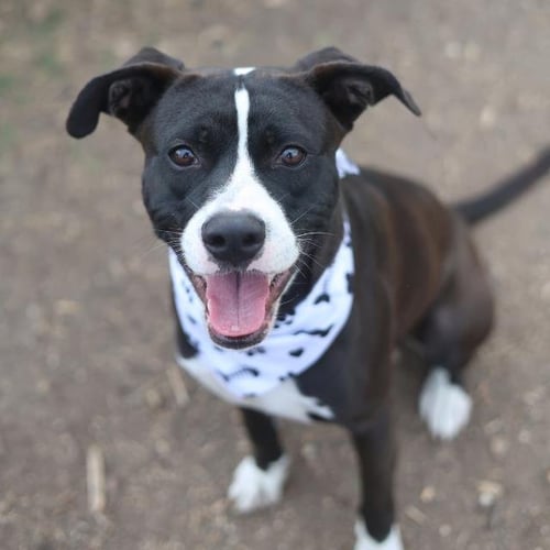 MARVEL - Hound available for adoption