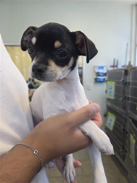 BOSS - Terrier available for adoption