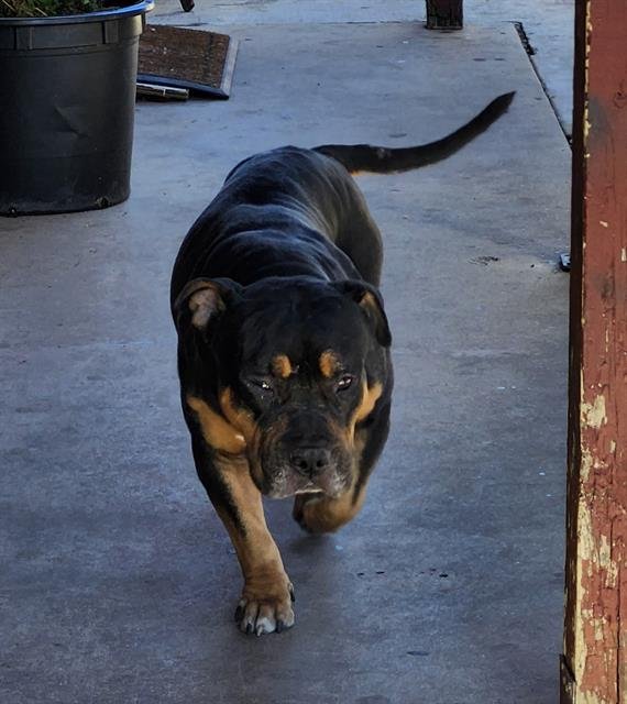 BIG POPPA - American Staffordshire Terrier / Rottweiler available for adoption