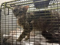 TRACY - Photo 1