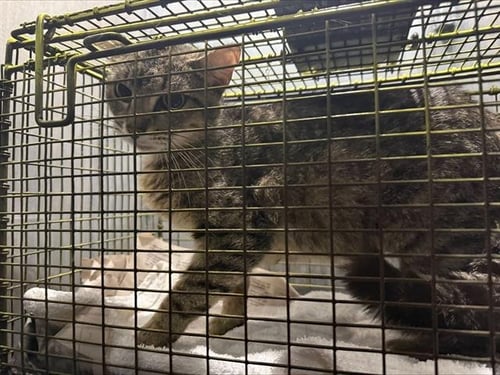 TRACY - Domestic Short Hair available for adoption