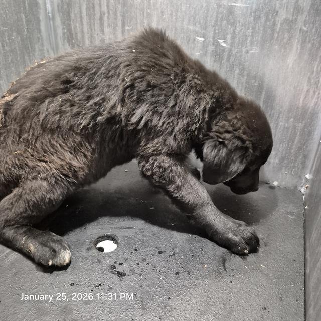 PUPPY 6 - Labrador Retriever available for adoption