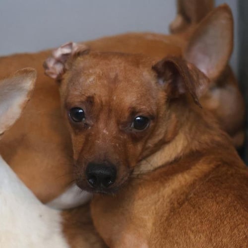 A813438 - Chihuahua available for adoption