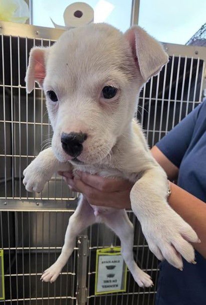 PUP 1 - Terrier available for adoption