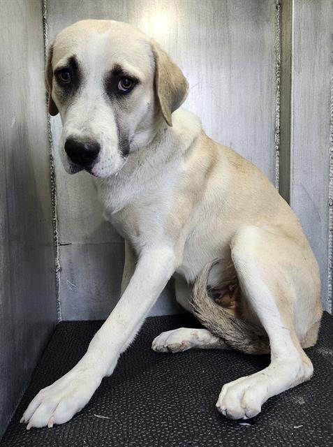 TRISH - Labrador Retriever available for adoption