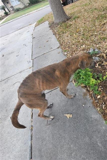 BINGO - American Staffordshire Terrier available for adoption