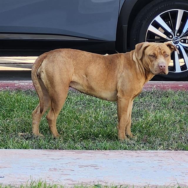CHILI - American Staffordshire Terrier available for adoption