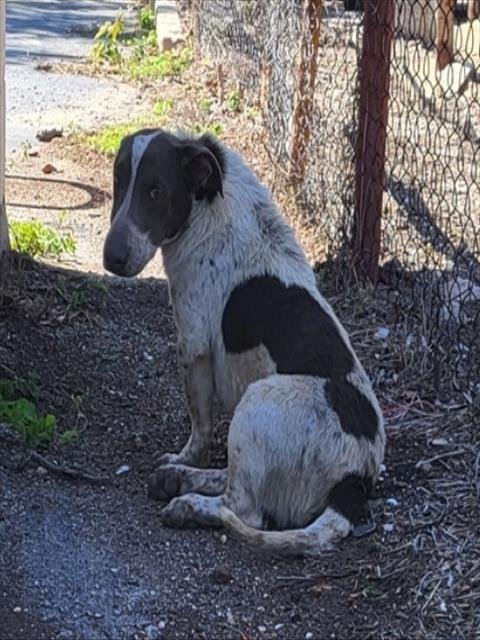 SOSUKE - Basset Hound available for adoption