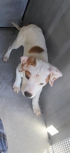 BOLT - American Staffordshire Terrier available for adoption