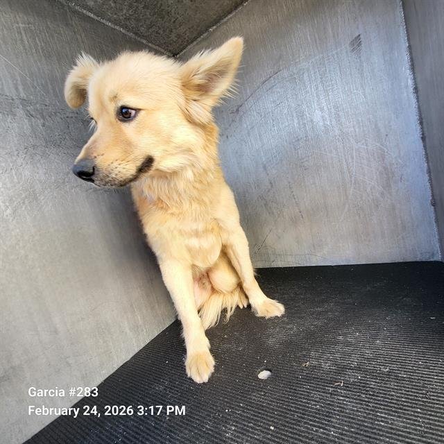 REX - Border Collie available for adoption