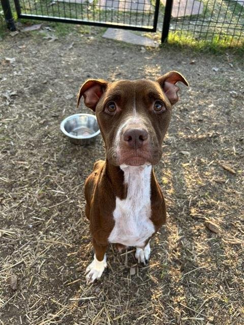 SYRUP - American Staffordshire Terrier available for adoption