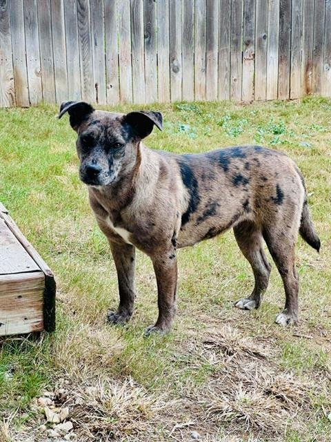 PEPPER - Catahoula Leopard Dog available for adoption