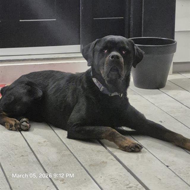 A797815 - Rottweiler available for adoption