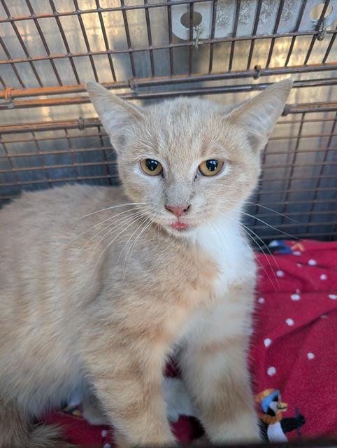 ALLEGRO - Domestic Short Hair available for adoption