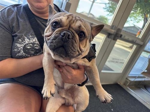 FRENCHIE - French Bulldog available for adoption