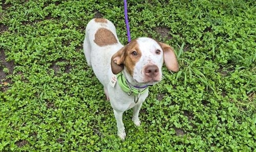 A812784 - Hound available for adoption