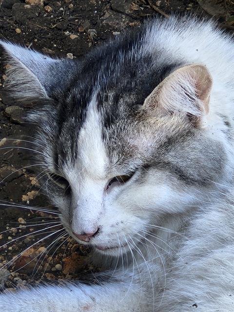 BLANQUITO - Domestic Long Hair available for adoption