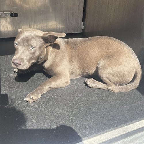 POSY - American Staffordshire Terrier available for adoption