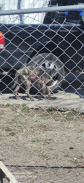 BELLA - American Staffordshire Terrier available for adoption