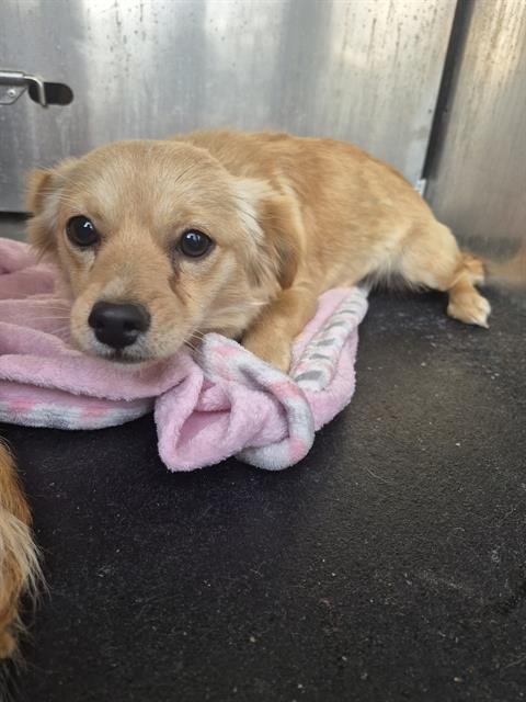 ANGELA - Chihuahua available for adoption