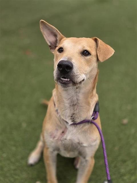 JARREL - American Staffordshire Terrier available for adoption