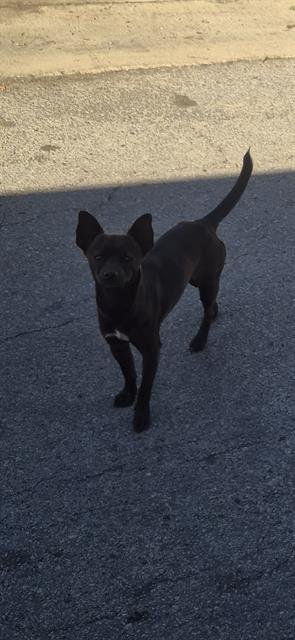 BRUDIS - Chihuahua available for adoption