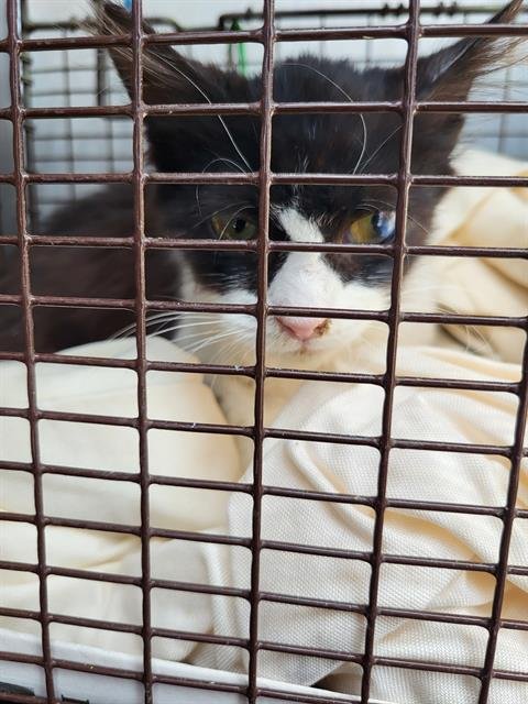 SYLVIA - Domestic Medium Hair available for adoption