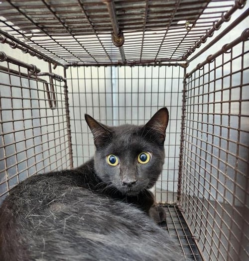 NIGHT STAR - Domestic Short Hair available for adoption