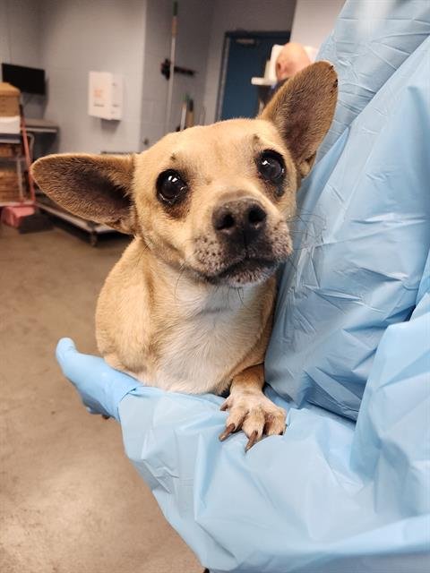 TINY - Terrier available for adoption