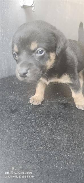 ROXY - Terrier available for adoption