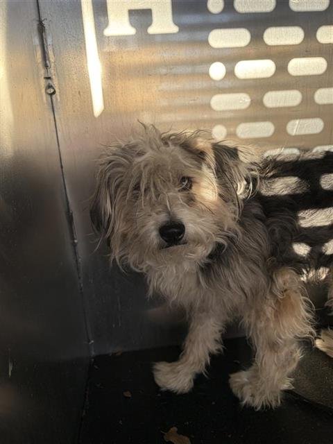 MARGET - Terrier available for adoption