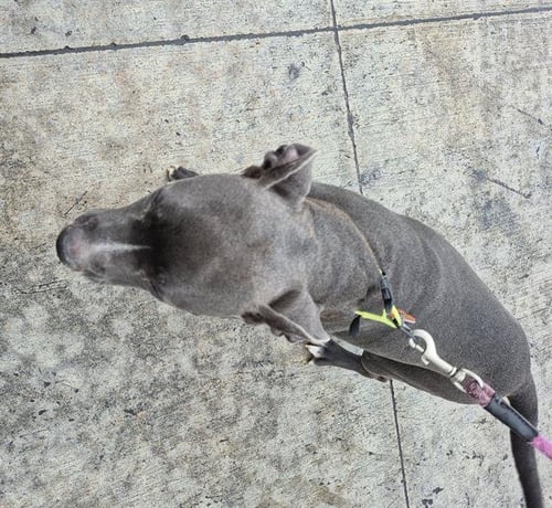 PUMBAA - American Staffordshire Terrier available for adoption